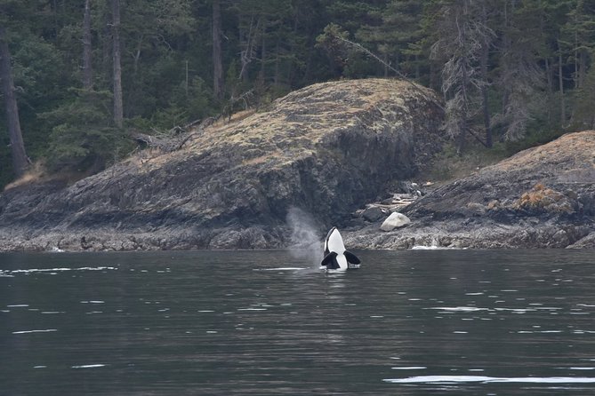 Victoria Zodiac Boat Whale Watching Adventure - Motion, seasickness, and who should sit this one out