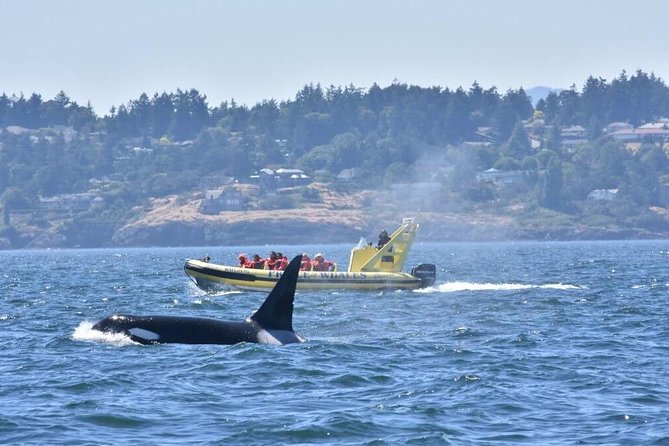 Victoria Zodiac Boat Whale Watching Adventure - Your 3-hour plan: how the experience actually unfolds