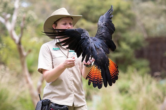 VIP Sanctuary Tour at Healesville Sanctuary - excl. entry - VIP Sanctuary Tour: what VIP actually means here