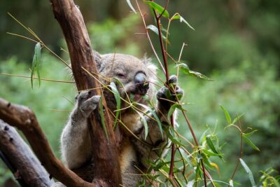 VIP Sanctuary Tour at Healesville Sanctuary - excl. entry - Stop at Healesville Sanctuary: the ranger-led bushland portion