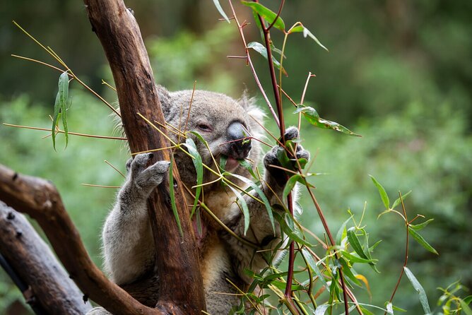VIP Sanctuary Tour at Healesville Sanctuary - excl. entry - Stop at Healesville Sanctuary: the ranger-led bushland portion