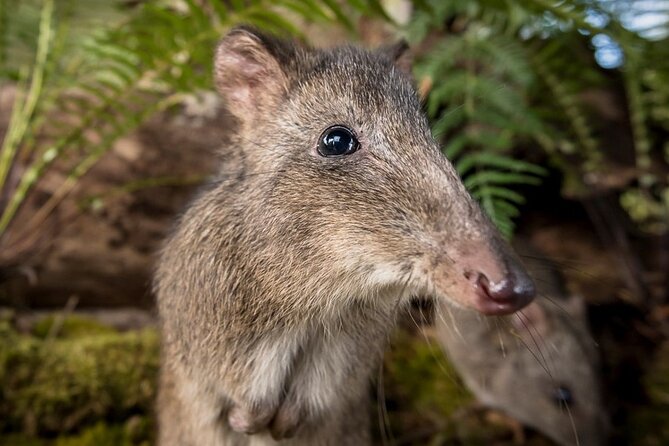 Walk with Wildlife: Guided Tour in Great Ocean Road - Wildlife spotting with binoculars and headsets (and how to use them)