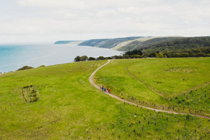 Walk with Wildlife: Guided Tour in Great Ocean Road - Pace, group size, and timing for a road-trip day