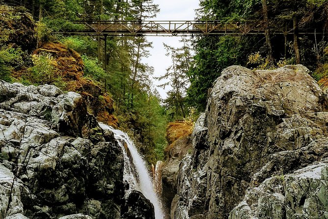 Waterfalls, Coombs and Cathedral Grove Rainforest Tour - Stop 7: Cathedral Grove Old-Growth Walk (The Star Forest Moment)