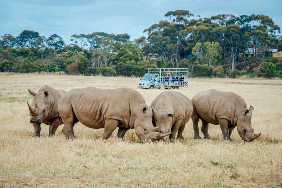 Werribee Open Range Zoo: Entry Ticket - Key Things You’ll Notice at Werribee Open Range Zoo