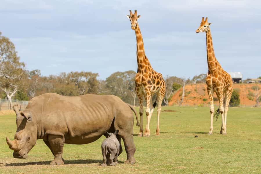 Werribee Open Range Zoo: Entry Ticket - Should You Book the Werribee Open Range Zoo Open-Range Safari Ticket?