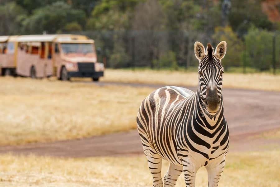 Werribee Open Range Zoo: Entry Ticket - Australian Journey Grasslands: Kangaroos, Emus, Brolgas, Koalas, and the Friendly Detour