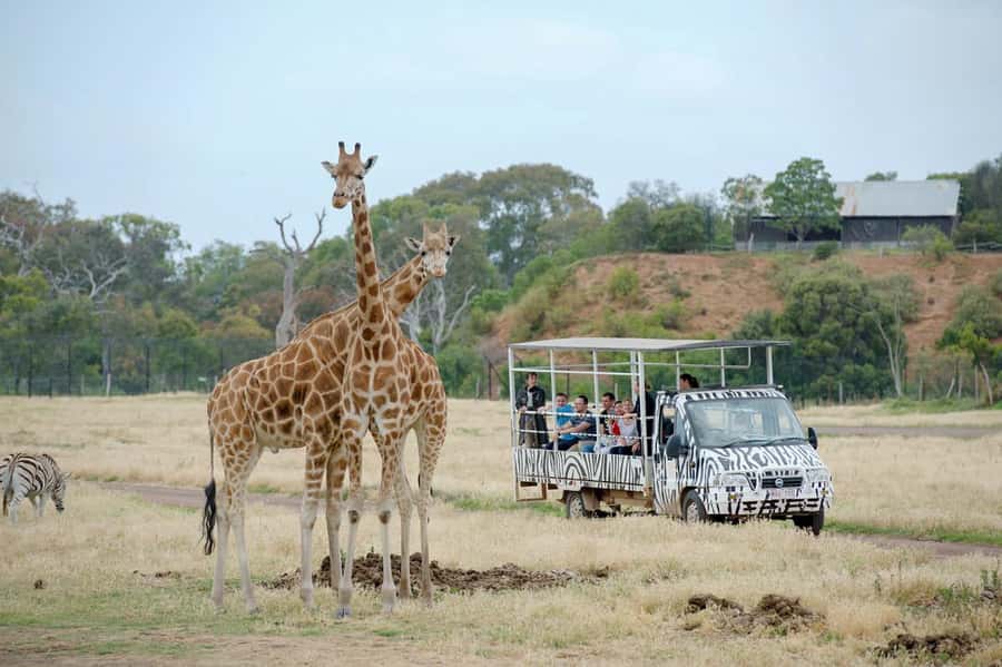 Werribee Open Range Zoo: Entry Ticket - Getting There From Melbourne: Drive, Train, or Bus