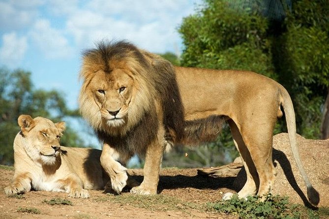 Werribee Open Range Zoo General Admission Ticket - Wildlife care feel: what the best visits have in common
