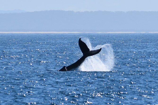 Wilsons Prom Whale Cruise - Price and Value: Is $182.90 Worth It?