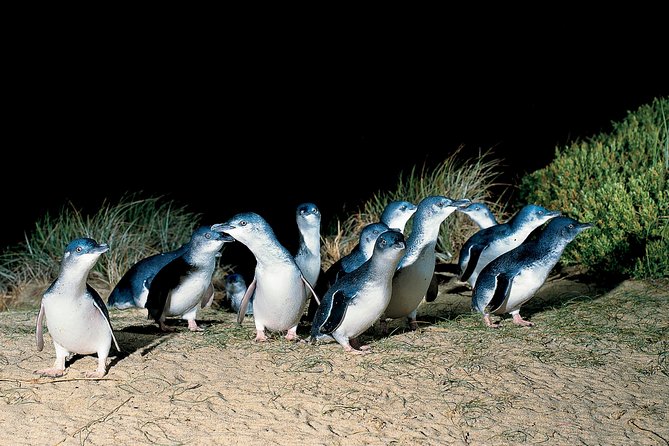 Wilson's Promontory & Phillip Island - 'Prom & Penguins' Tour - Tidal River footbridge and Norman Beach to Squeaky Beach