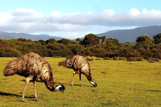 Wilson's Promontory & Phillip Island - 'Prom & Penguins' Tour - Squeaky Beach: remote vibes and options for your energy level