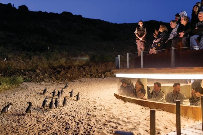 Wilson's Promontory & Phillip Island - 'Prom & Penguins' Tour - Lilly Pilly Gully: the optional 45-minute rainforest walk