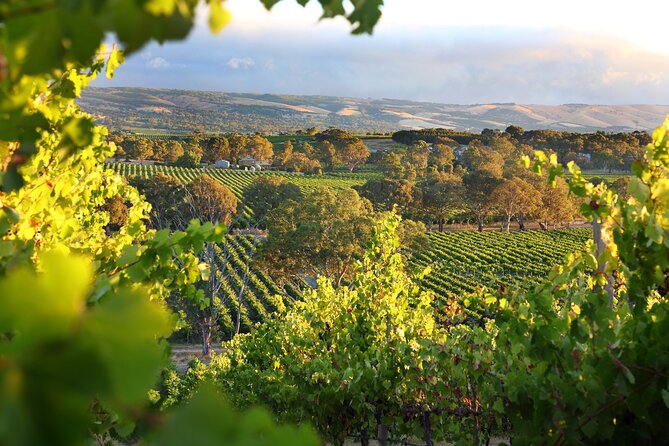 Wine Tour Yarra Valley Five Star Experience - Key highlights to know before you go