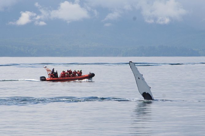 Winter Victoria Whale and Wildlife Zodiac Tour - Winter Whale Watching from Victoria Feels Like a Different Game