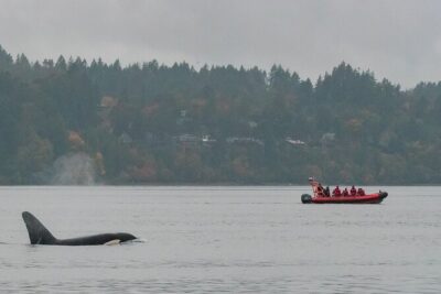 Winter Victoria Whale and Wildlife Zodiac Tour - Orca Spirit Adventures’ Zodiac Setup: Built for Close Views
