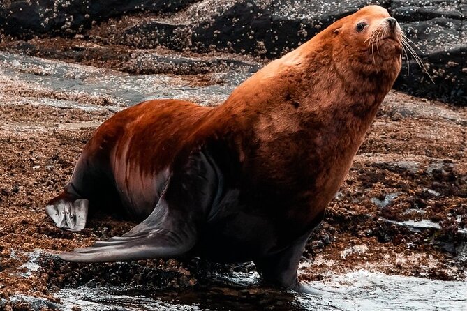 Winter Victoria Whale and Wildlife Zodiac Tour - Weather Plans: Rain or Shine Means You Need Real Winter Clothing