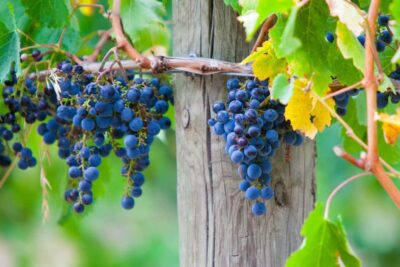 Yarra Valley: Bus Wine Tour with Lunch and a Glass of Wine - Lunch With Wine: Why It’s a Smart Midday Anchor