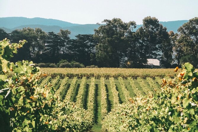 Yarra Valley luxe private tour with Champagne Brunch - Time, transport, and how to plan your Melbourne day around it