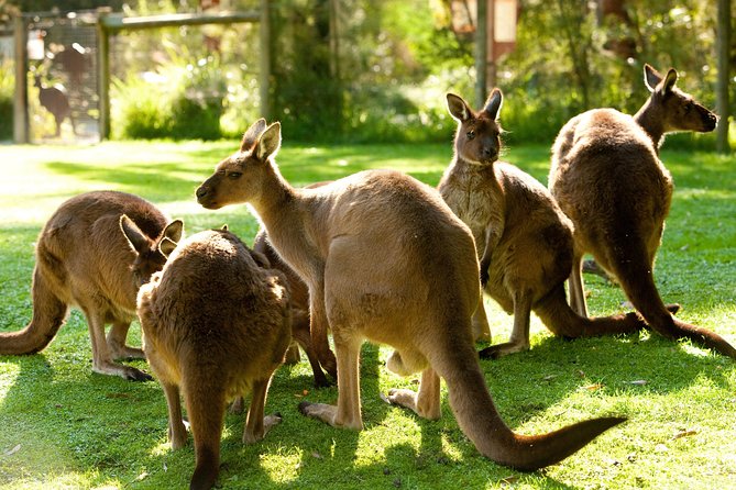 Yarra Valley Wildlife & Wine Day Tour with Healesville Sanctuary - Key Points to Know Before You Go
