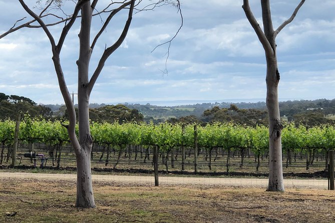 Yarra Valley Wine Tour inc lunch with a glass of wine, tastings and chocolate - A Yarra Valley wine day from Melbourne that’s actually simple