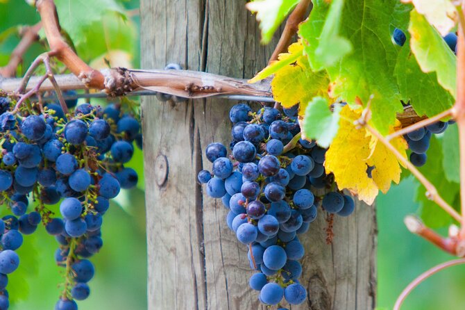 Yarra Valley Wine Tour inc lunch with a glass of wine, tastings and chocolate - Stop 2: Coombe Yarra Valley, plus the museum angle