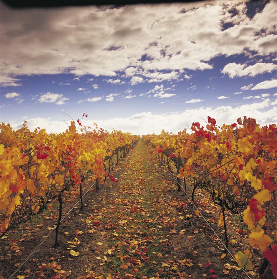 Yarra Valley: Winery Tour with Lunch at Yering Station - Key highlights you’ll actually care about